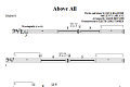Above All - Timpani